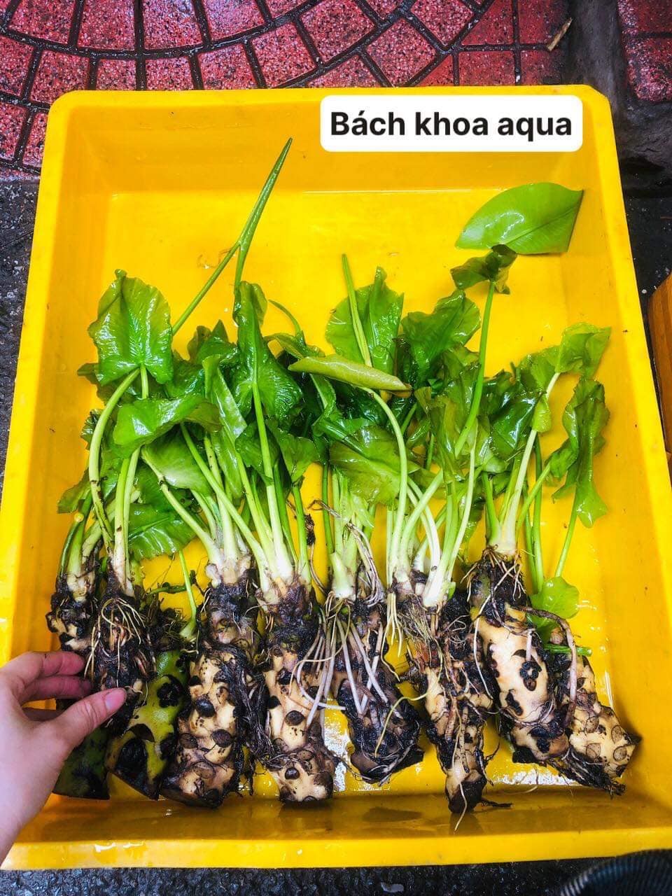 Súng xanh